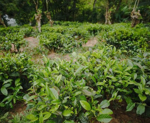 The tea bushes on a tea plantation.